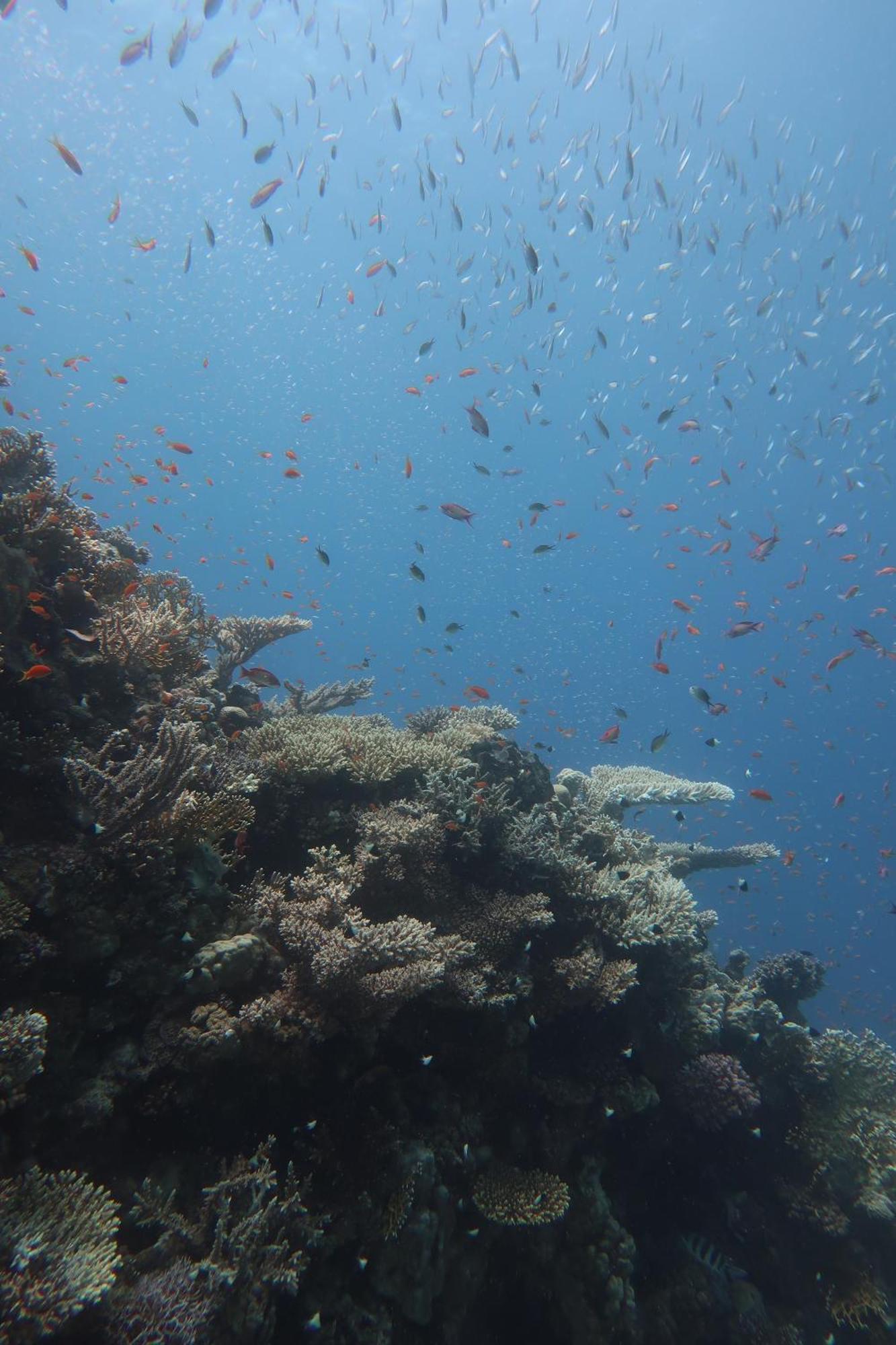 Dive Sea Light Apartment *